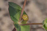 Greater Florida spurge